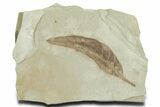 Eocene Fossil Leaf (Beilschmiedia) - Green River Formation, Utah #356137-1